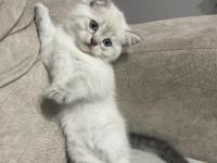 2.5 Aylık Dişi Özel Seri Kedimiz