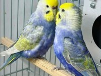 Çocuklar Bile Eğitebilir Muhabbet Kuşu