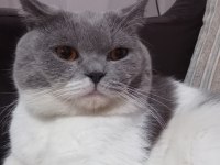 Kedimiz Oğlum Çakıl Yeni Yuvasını Bekliyor