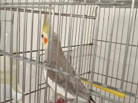 Erkek 1.5 yaşında sultan papağanı