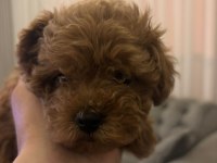 Toy poodle kore yavrumuz satılıktır