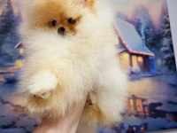4 Aylık Üst Düzey Dişi Pomeranian Yavrum