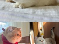 British Shorthair Golden Point