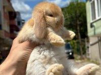 Hollanda Cüce Ve Mini Lop Tavşanı Yavrular Her Yere Gönderim