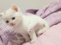 Renk renk british shorthair bebekler