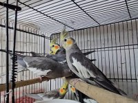 Yavru ve takım papağanlar