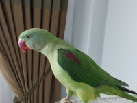 8-9 aylık erkek alexander tekirdağ içi elden teslim