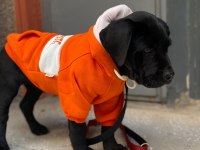 Siyah Erkek Cane Corso