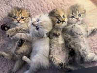 Scottish Fold Pamuğumuz Yeni Yuvasını Arıyor!