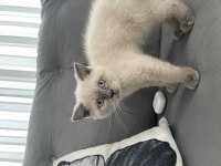 British Yavrumuz Yeni Yuvasını Bekliyor