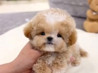 Kore Matipoo Köpeği Yavrularım