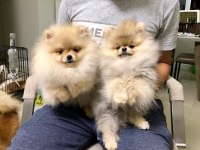 Teddy Bear Pomeranian Boo Yavruları