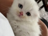 2 Aylık Temiz Yavru Çift Göz Scottish Fold
