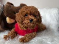 Mini Poodle Yavrular