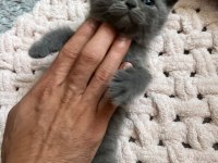 Lokum British Bebeklerimiz