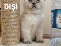 Safkan show kalite british shorthair dişi