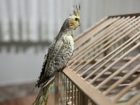 Evcil sultan papağanımız