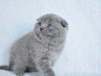 Topaç gibi yusyuvarlak kafa gri scottish fold