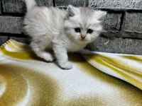 British Longhair Golden Point Dişi