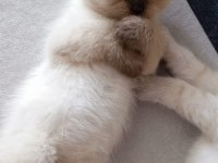 Safkan British Shorthair Anne Ve Babadan Olma Minik Yürekler