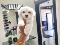 Lekesiz Maltese Terrier Minnak Köpeklerim