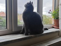 Safkan British Shorthair