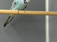 Show Jumbo Muhabbet Kuşu