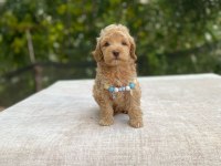 Teacup Maltipoo Bebek Köpekler