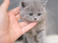 British shorthair yavruları