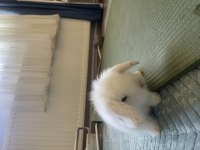 Beyaz Hollanda Lop Tavşanı