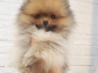 Pomeranian Boo Köpekleri