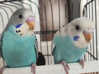 Yavru Muhabbet Kuşlar