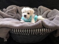 Irk Garantili Maltese Yavruları