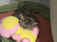 2 Aylık Yavru Kedimiz