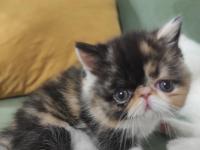 Yeni Yuvasını Arıyor Kedimiz