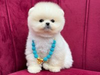 Safkan pomeranian yavru köpekler