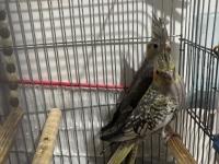 3 Adet İki Aylık Yavru Sultan Papağanlar