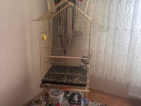 Jako Papağanı Kafesi İle Beraber