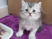 Muhteşem british shorthair kediler