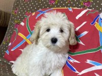Maltipoo yavruları