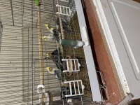 Yavru sultan papağanlarımız