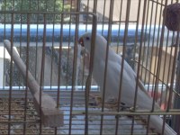 Mutasyon Monk Papağanı 3 Yaşında