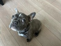 4.5 aylık french bulldog blue aşılı karneli