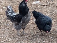 Acil satılık tavuklar