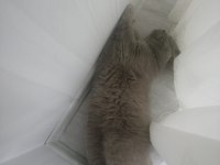 British Shorthair Patimize Ömürlük Yuva Arıyoruz