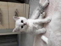 Dünya Güzeli Sağlıklı British Shorthair Bebekler