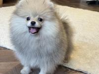 Üst Düzey Erkek Pomeranian Boo