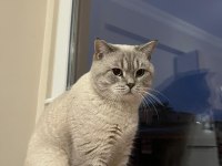 British oyuncu erkek kedi