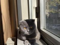 Scottish Fold Kedimiz Ücretsiz