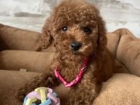 Irk Ve Sağlık Garantili Poodle Bebekler